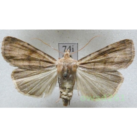 Xestia sexstrigata (Haworth, 1809) Czech74i